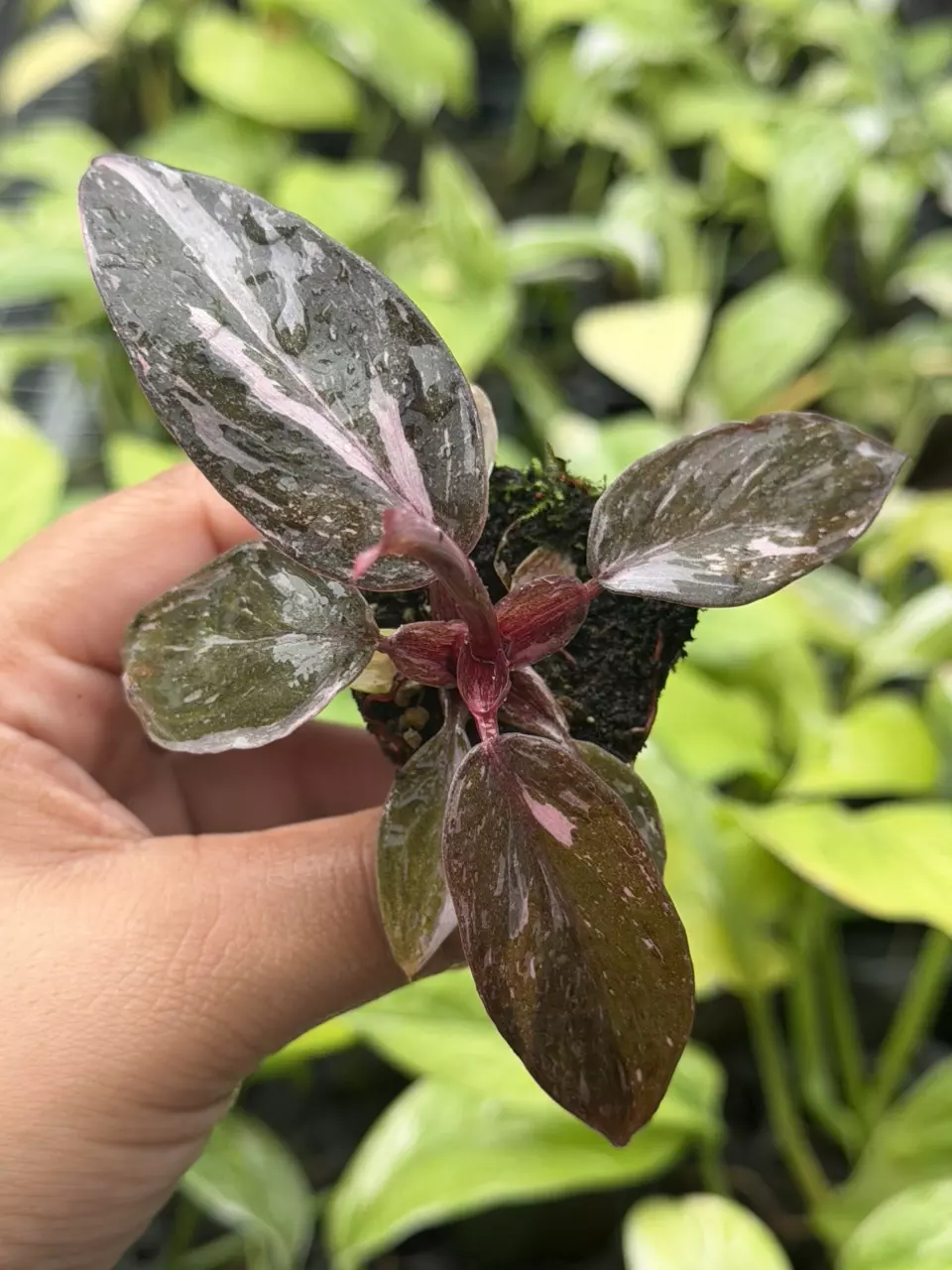 Philodendron Marble Galaxy Pink Princess Specific Starter 8856HMP | F thumbnail