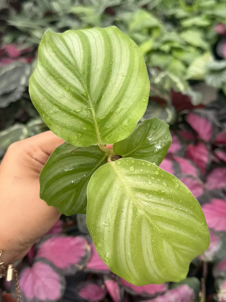 Calathea Orbifolia Specific Starter 8854HMP | F thumbnail