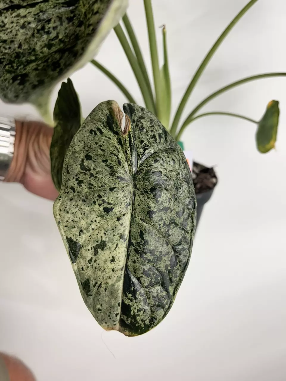 Alocasia Dragon Scale Mint #2 thumbnail