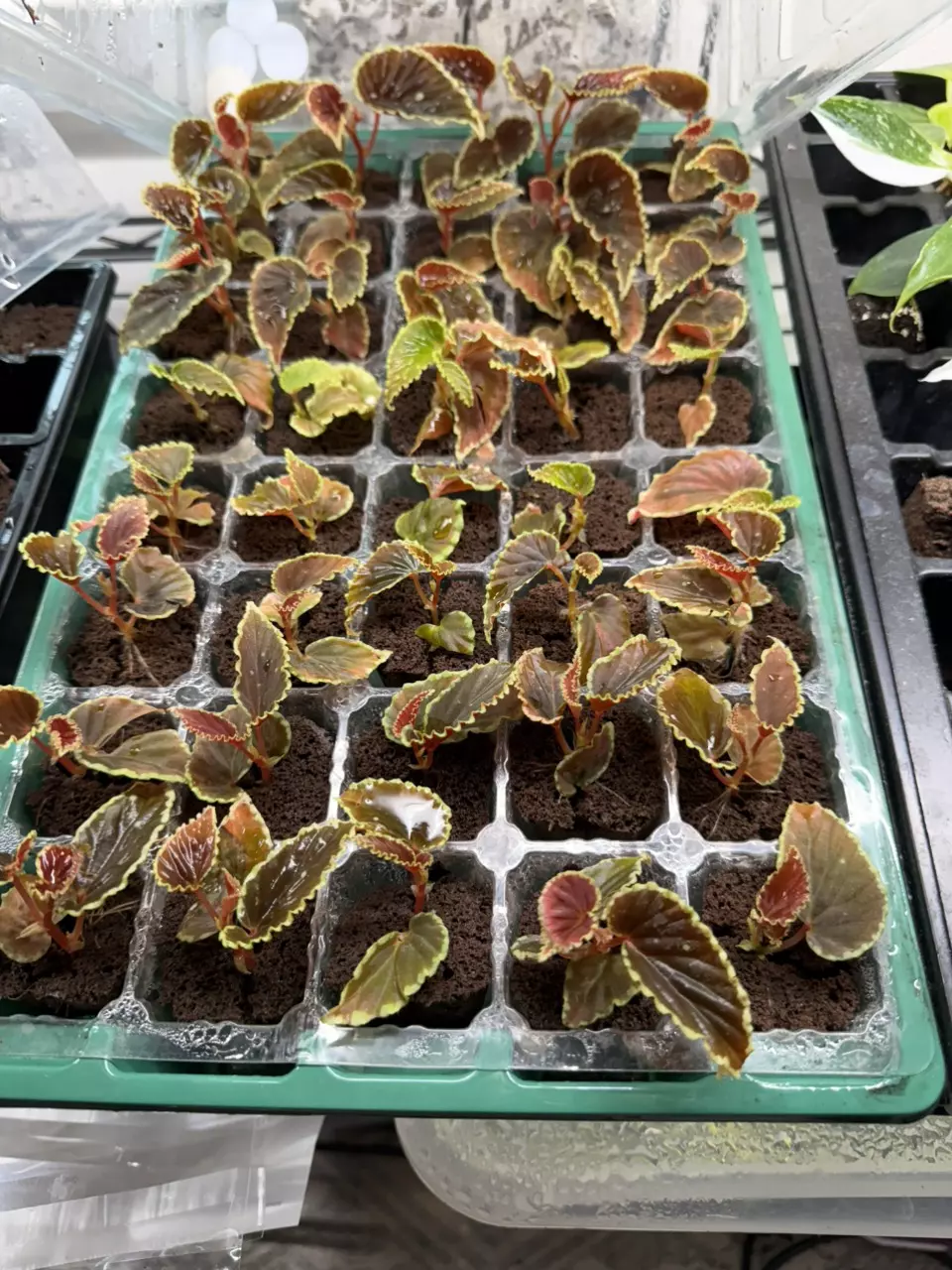 Darthvaderiana Begonia Dot Starter Rooted Happy & Healthy! ✅ 🤩 thumbnail