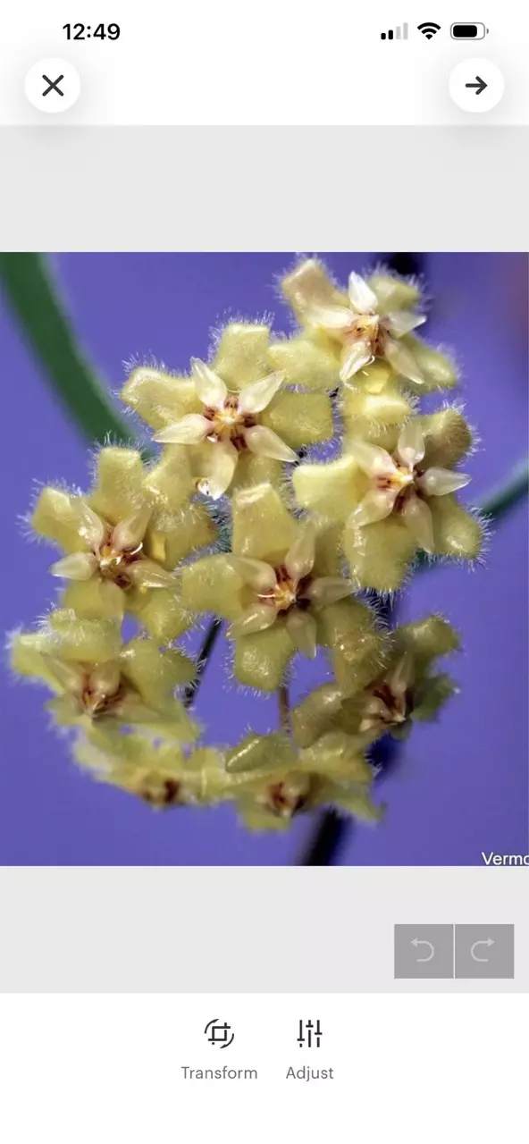 E1651 Hoya erythrina Round Leaf Cutting thumbnail