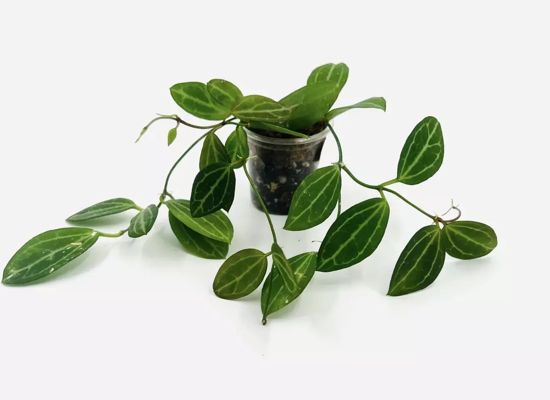 E1462 Dischidia ovata AKA Dischidia Watermelon thumbnail