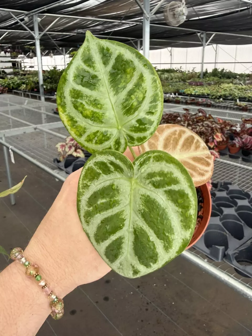 Exact Plant Anthurium Silver Blush x Silver Chrome Specific 4” 8422RSP | F | thumbnail