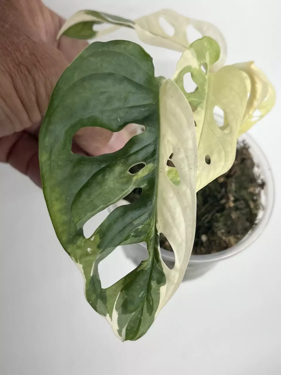 Monstera Adonsonii Albo thumbnail