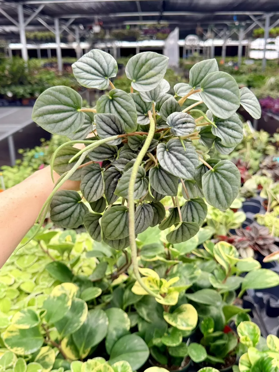 Peperomia Caperata “Moonlight” Specific 4” Pot 8747FEP | F thumbnail