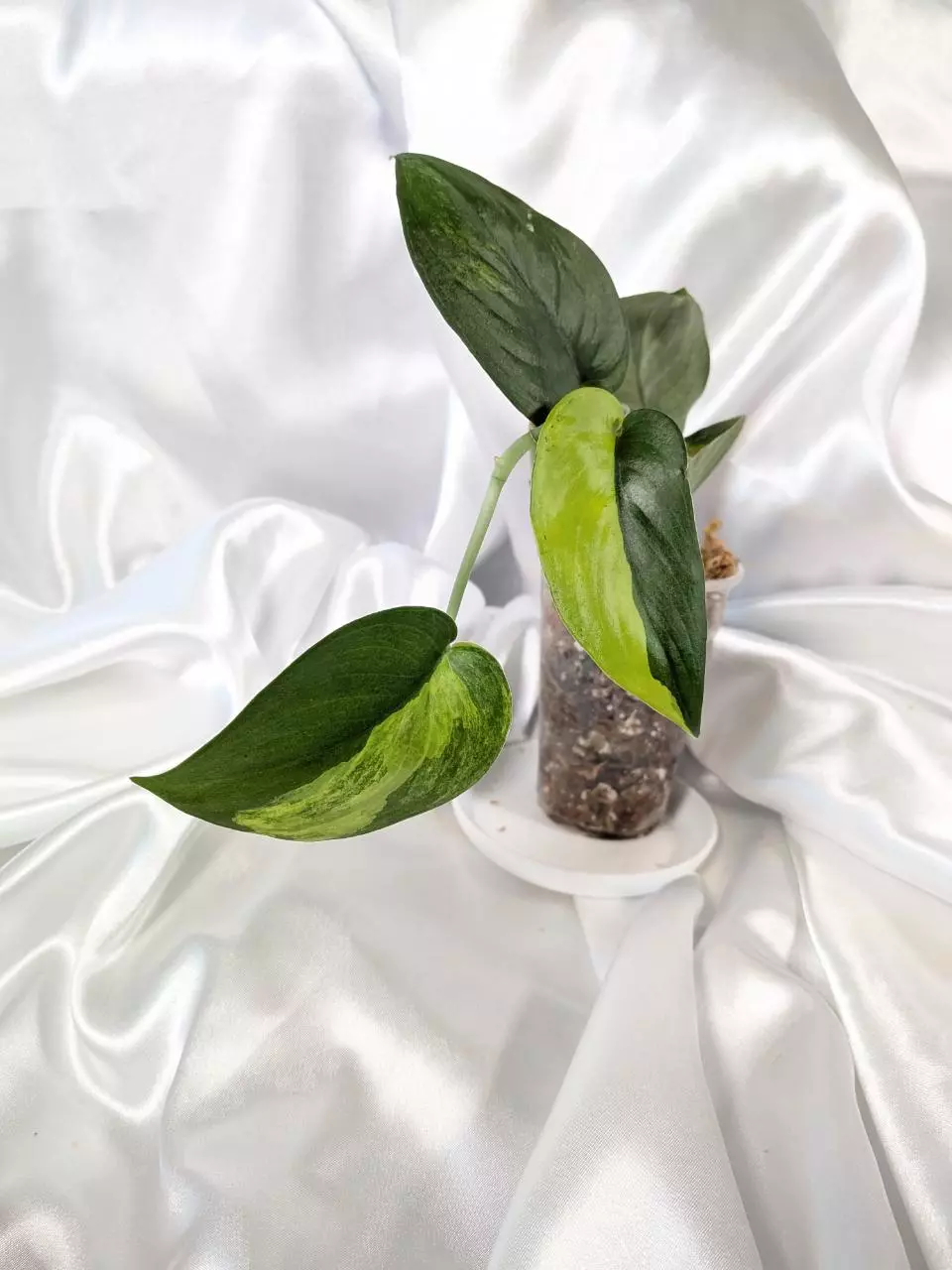 Scindapsus Jade Satin Aurea thumbnail