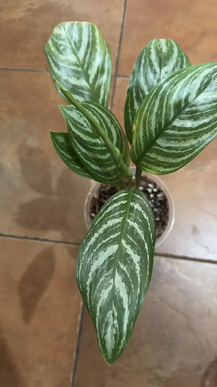 47. Aglaonema Commutatum thumbnail
