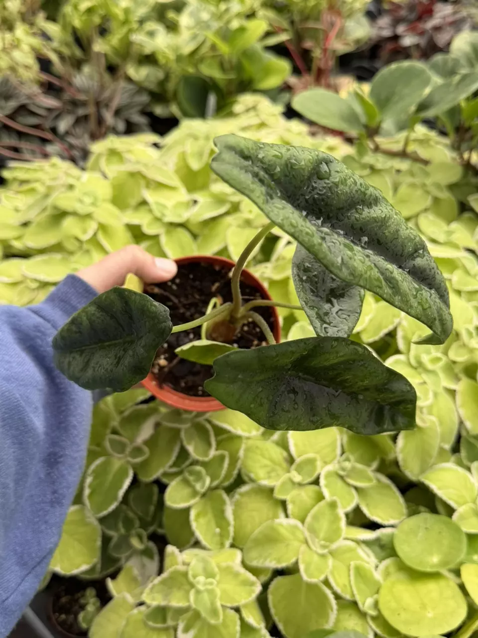 Alocasia Venusta Specific 4” Pot 8648SMP | F thumbnail