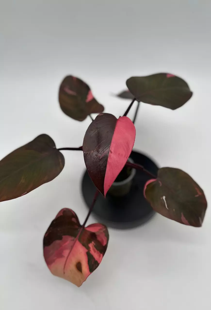 Philodendron Pink Princess Marble King thumbnail
