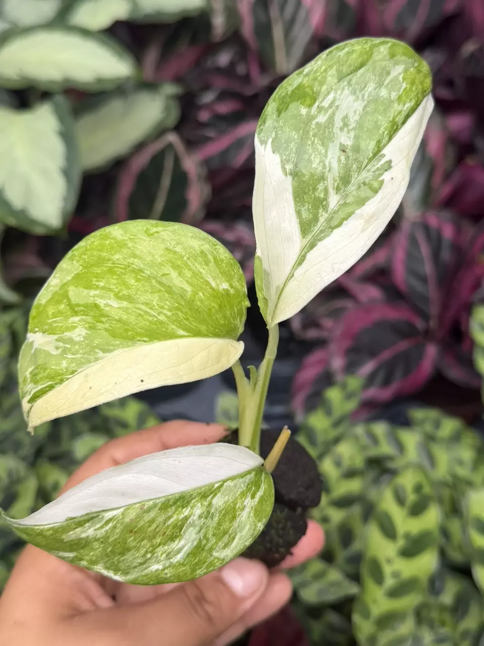 Variegated Monstera Lechleriana Specific Starter 8852HMP | F thumbnail
