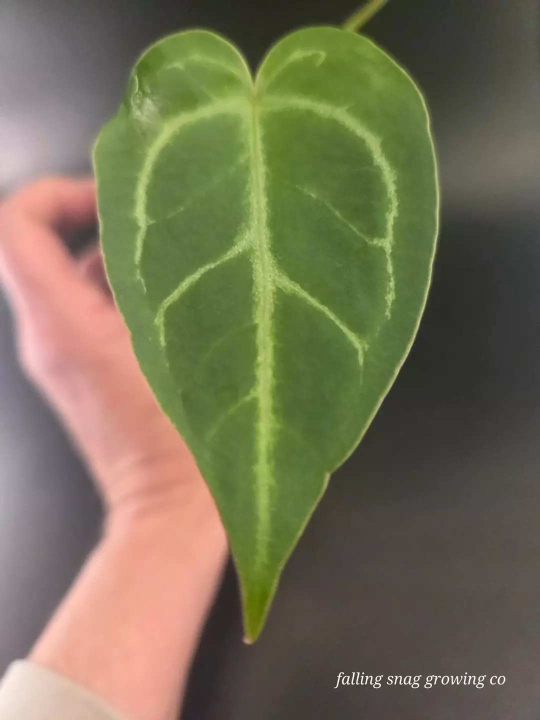 Anthurium NSE Red Crystal x NOID 'Stormy' S1 thumbnail