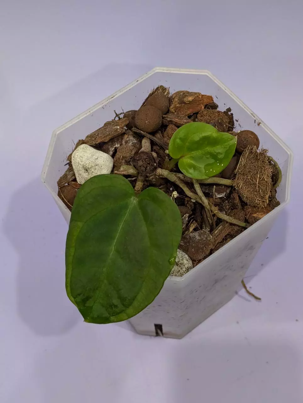 (AOS x dressleri Narrow) x red crystal PM1 - butt cut with two growth points thumbnail