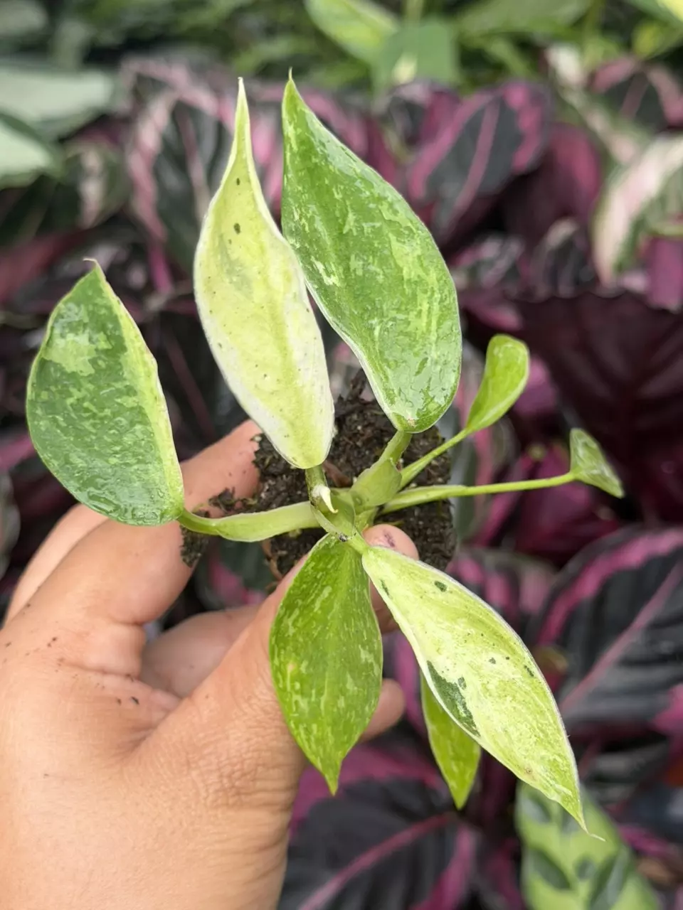 Philodendron Jose Buono Specific Starter 8857HMP | F thumbnail