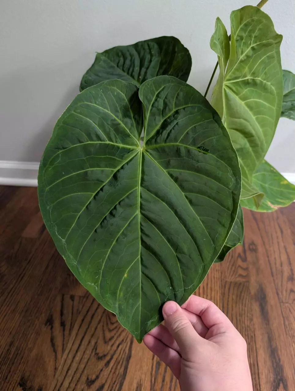 Sagittatum x Dorayaki - flowering mother plant! thumbnail