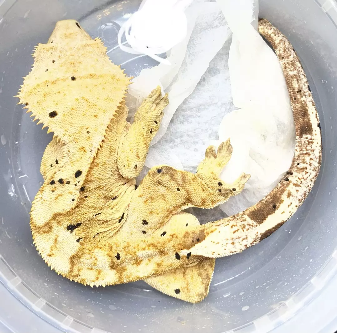 RTB Yellow Tiger Dalmation het Ph. (M) CC1 thumbnail