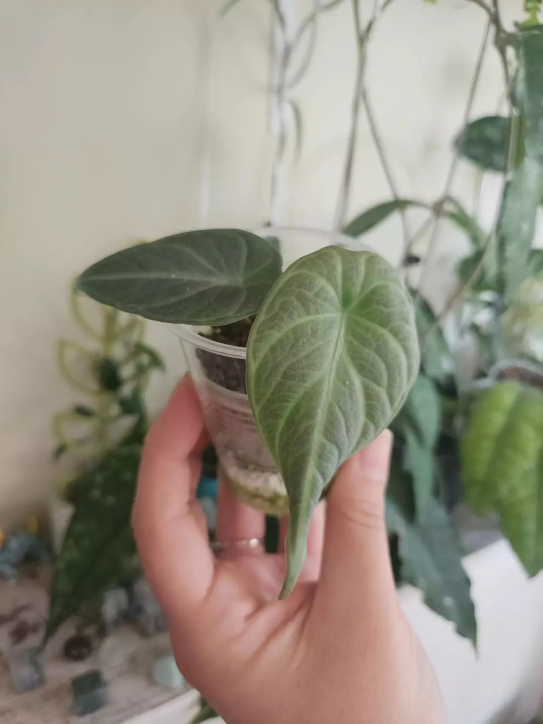 Alocasia Maharani starter thumbnail