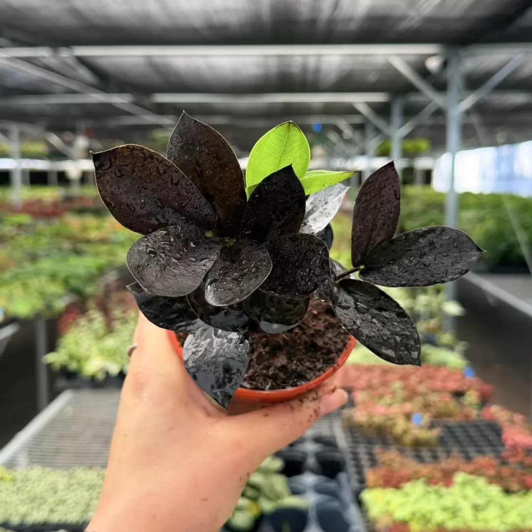 ZZ Raven Specific 4” Pot 8956ZSP | F | thumbnail