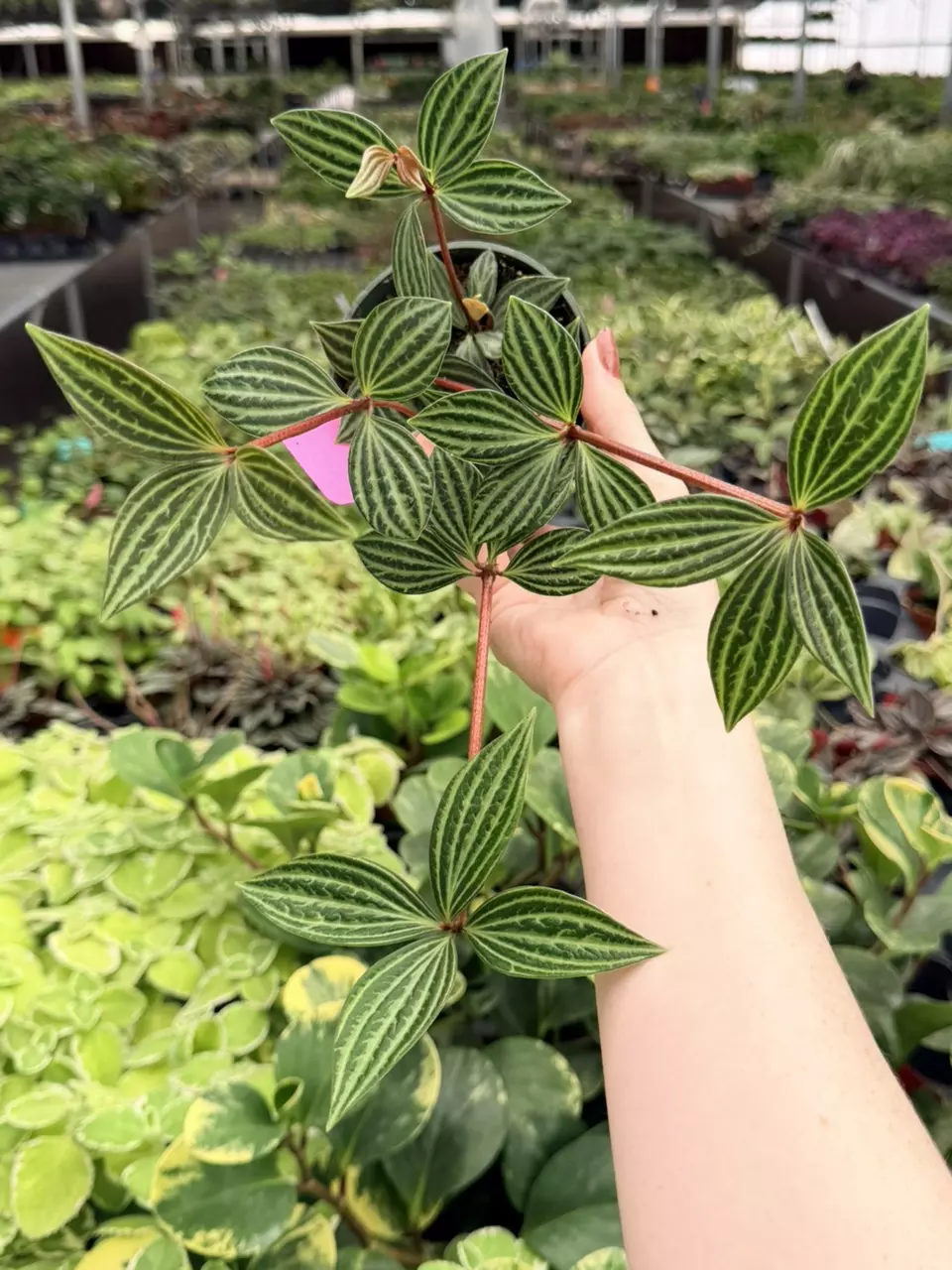 Peperomia Puteolata Specific 4” Pot 8749FEP | F thumbnail