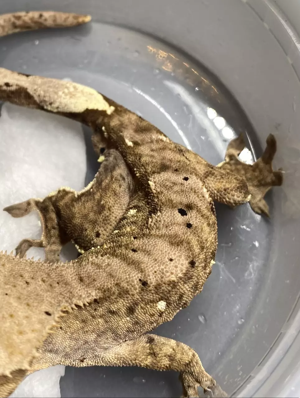 Muddy Tiger 21g (M) thumbnail