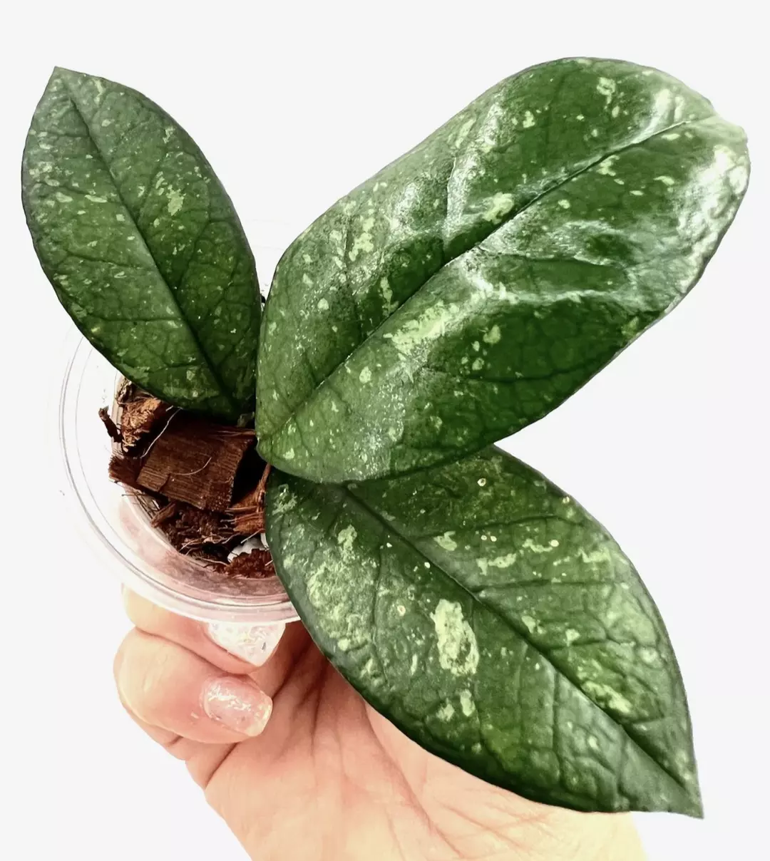 E1916 Hoya crassipetiolata Splash Round Leaf Rooted Cutting thumbnail