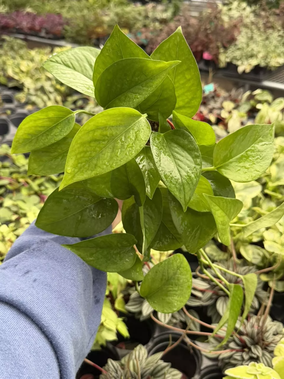 Jade Pothos Specific 4” Pot 8646SMP | F thumbnail