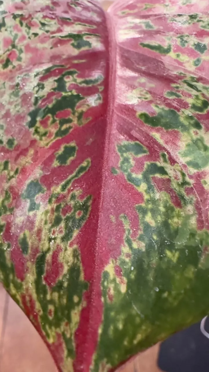 41.  Aglaonema 40 Karat thumbnail