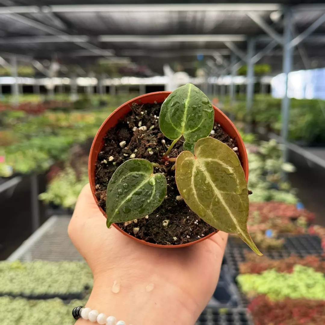 Anthurium Carla x Verde Specific 4” Pot 8963ZSP | F | thumbnail