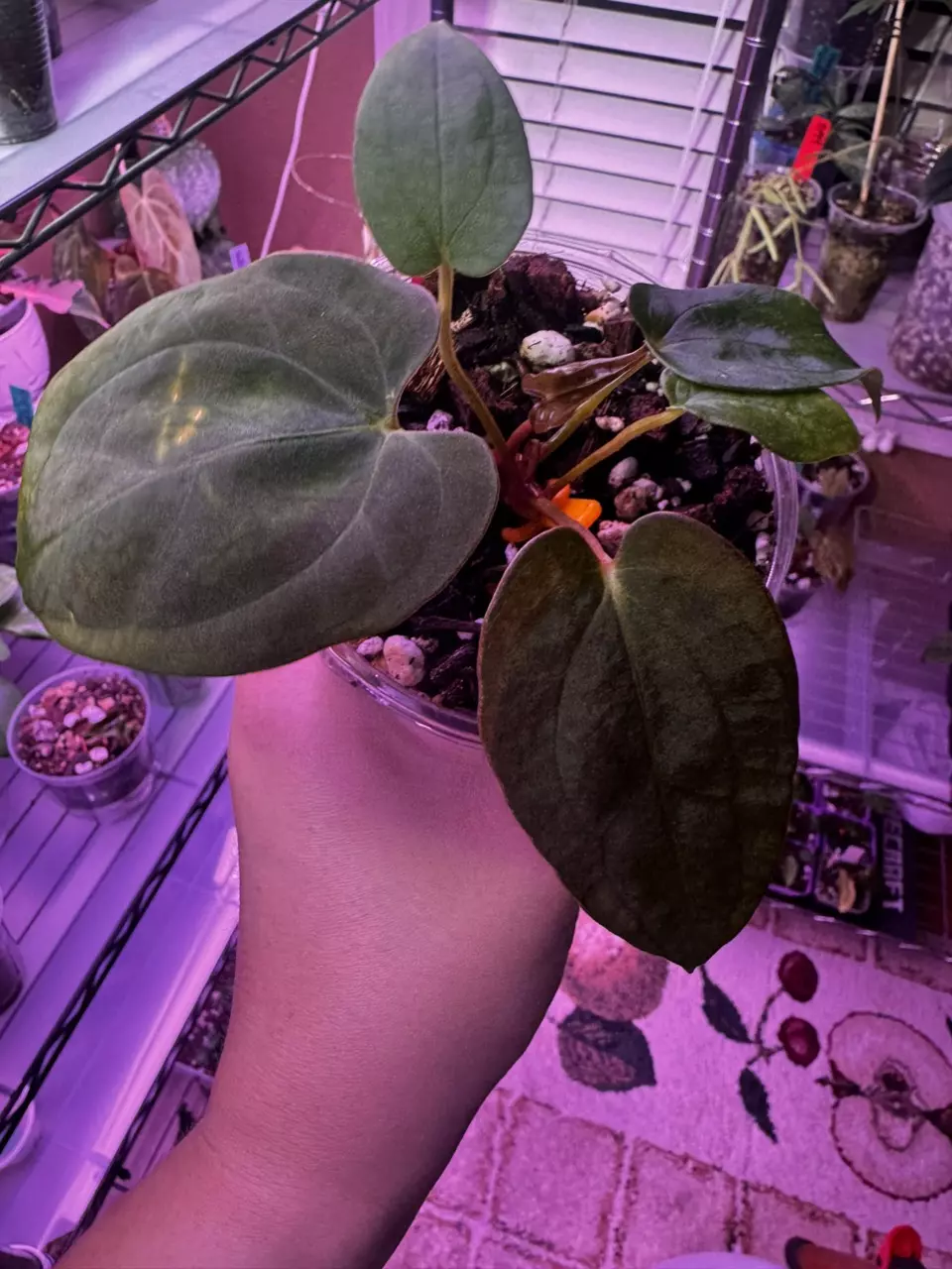 Anthurium AOS x L x LB x(Dark Phoenix x FSRL) x2   526 thumbnail