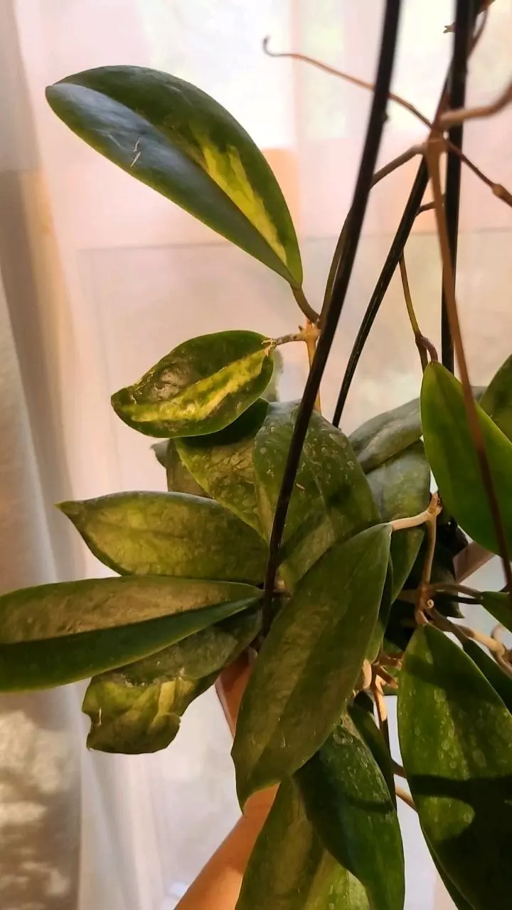 FRESH CUT Hoya Incrassata Inner Variegated 1 Node thumbnail
