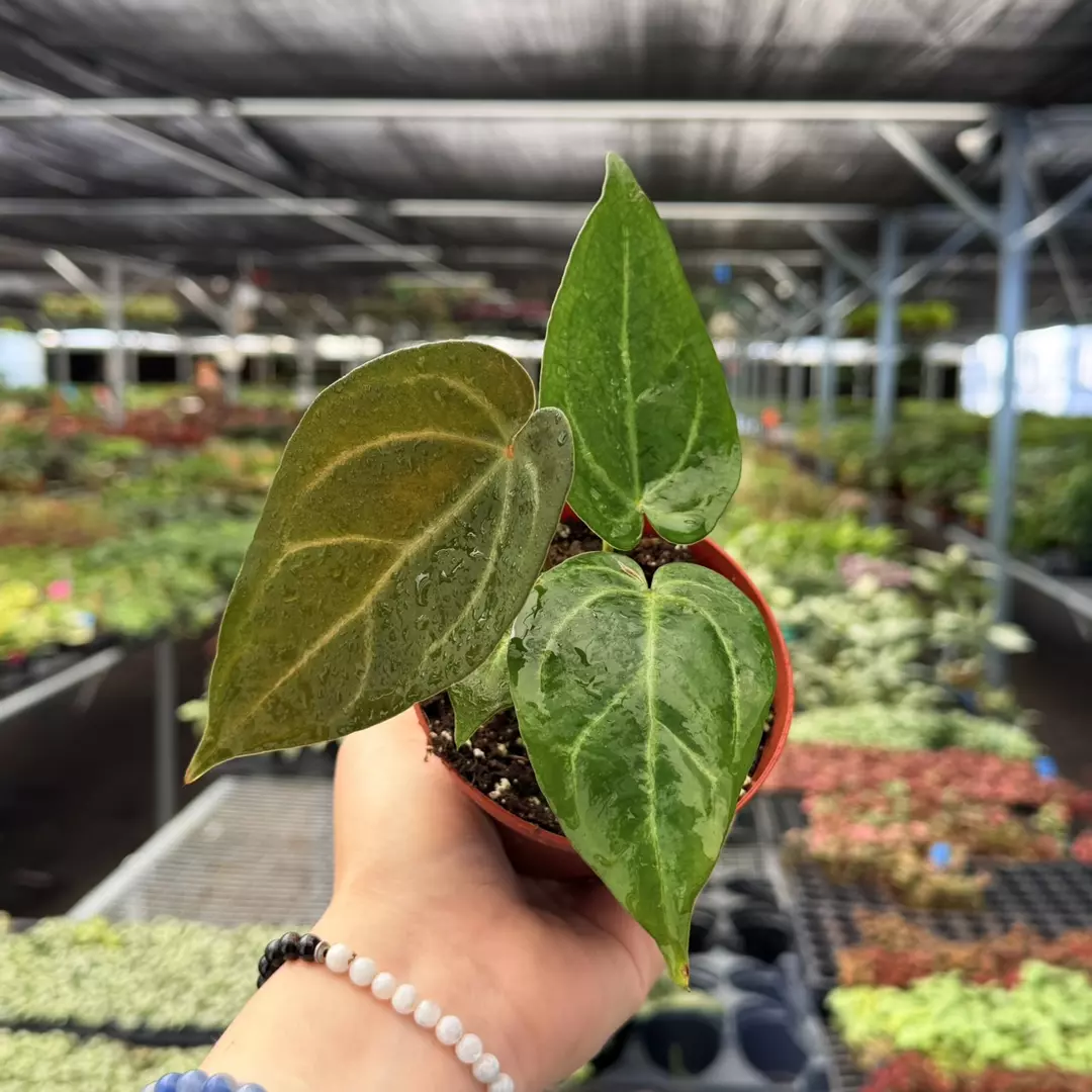 Anthurium Blue Papi x Carla Specific 4” Pot 8967ZSP | F | thumbnail