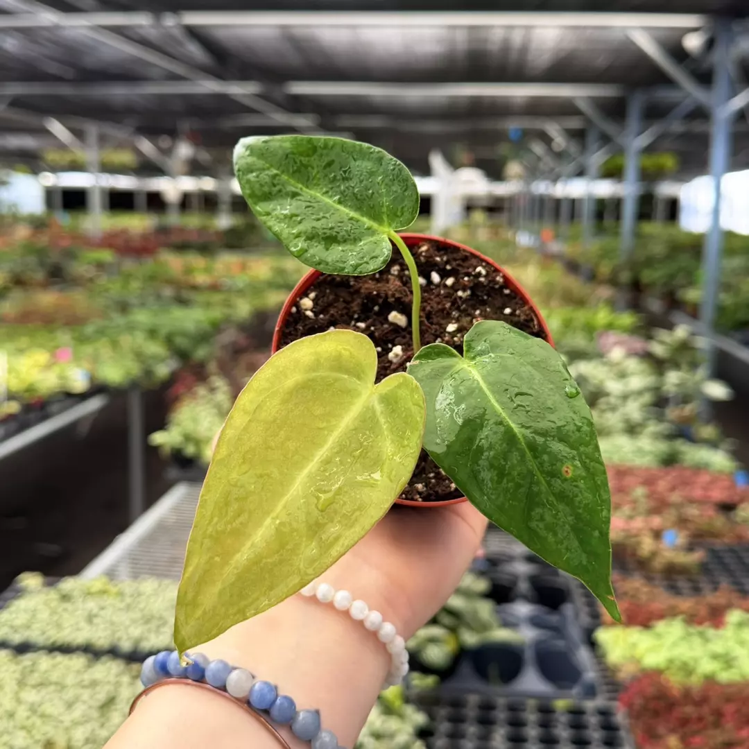 Anthurium Venom x Xone Specific 4” Pot 8965ZSP | F | thumbnail