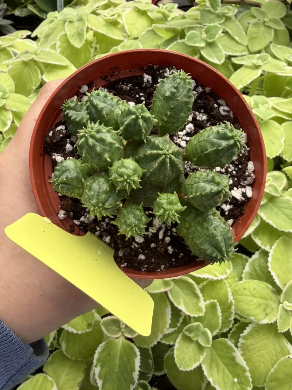 Euphorbia Monstrose Specific 4” Pot 8635SMP | F thumbnail