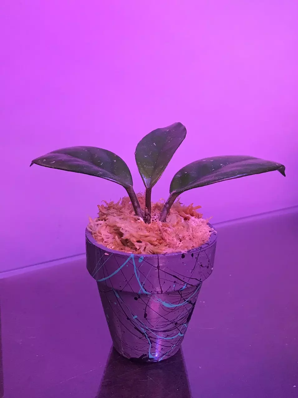 1950’s German Heirloom Hoya carnosa “Sandy” in custom painted terra cotta pot🫶🏼 thumbnail