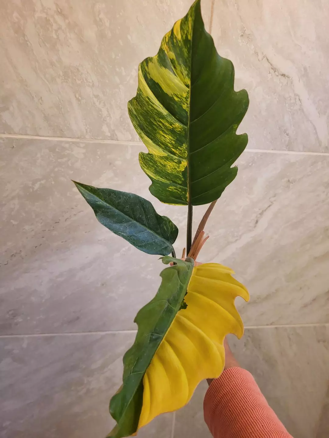 Philodendron caramel marble ( exact item) thumbnail