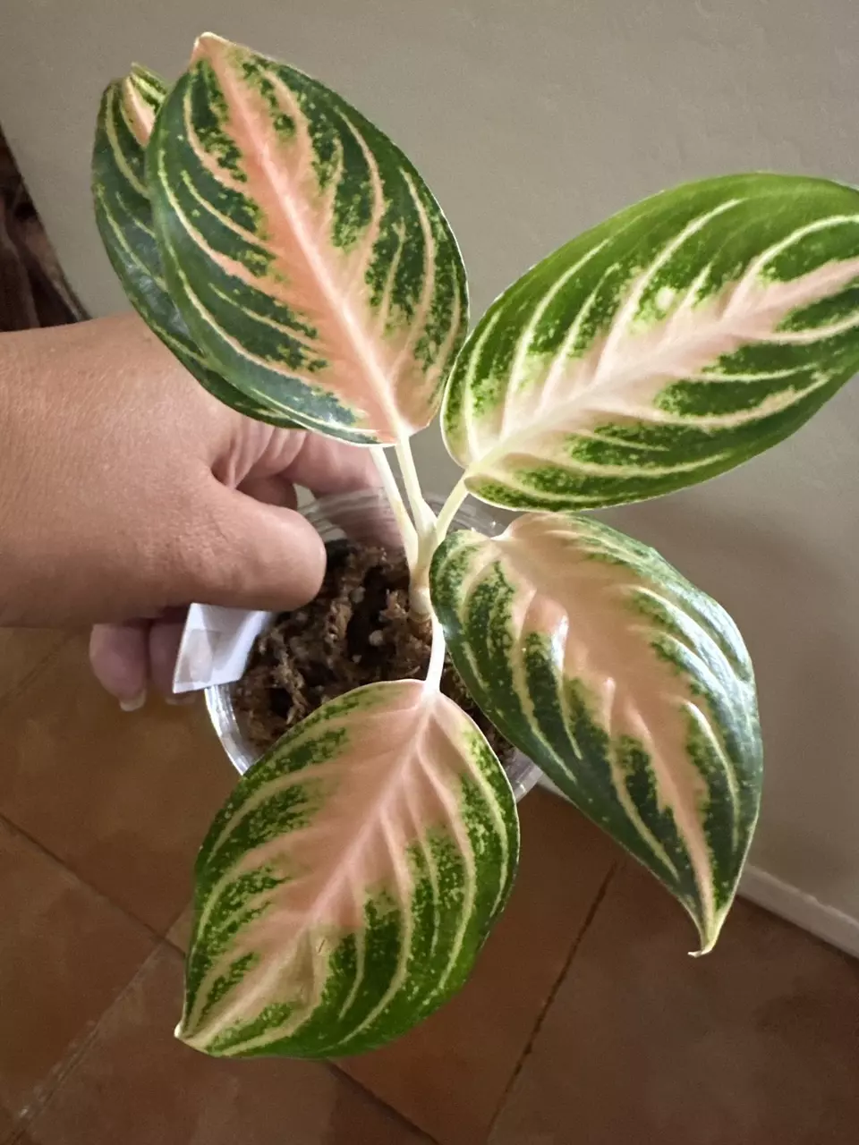 42. Aglaonema Pink Panama thumbnail