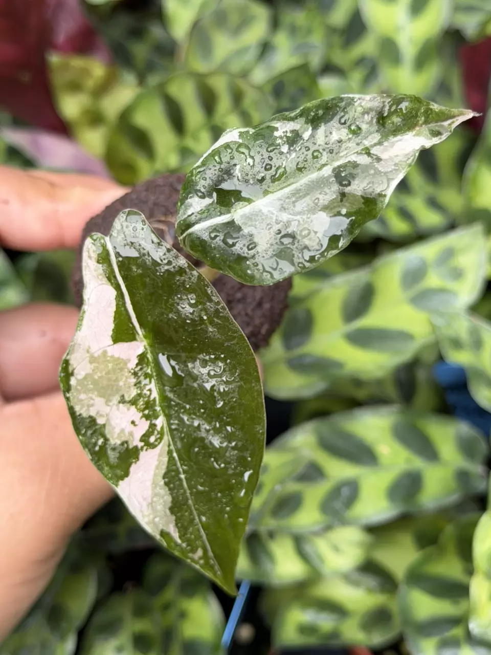 Alocasia Chantrieri Pink Specific Starter 8866HMP | F thumbnail