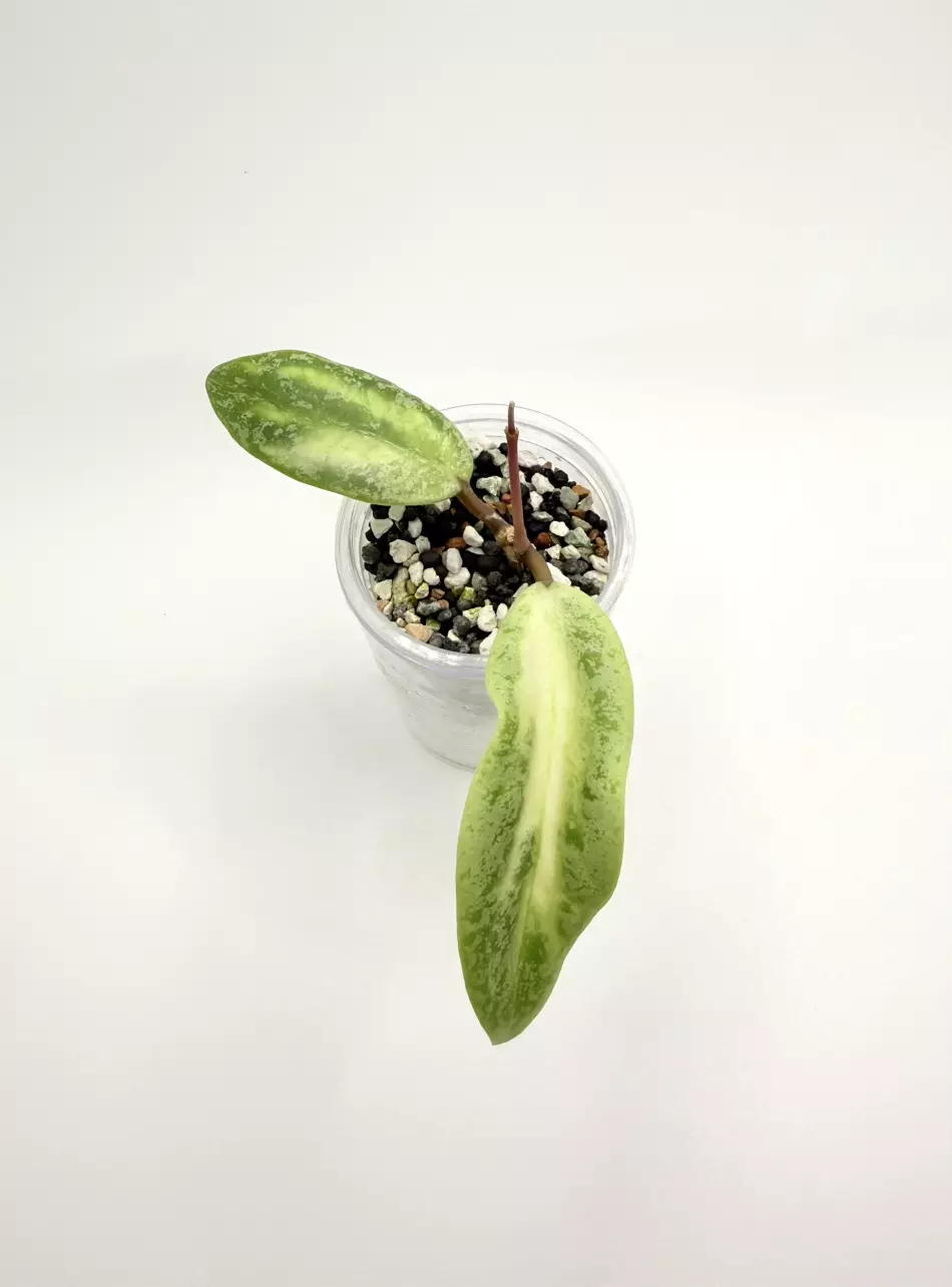 🦄Hoya Autumn Guava (Rooted) 🦄*RARE* thumbnail