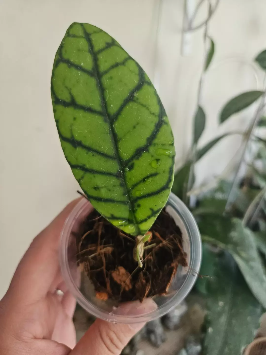 Callistophyla Kalteng thumbnail
