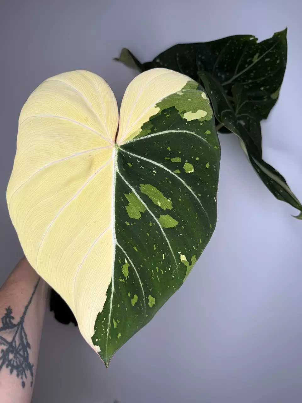 Philodendron Gloriosum Galaxy thumbnail