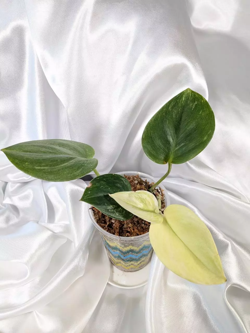 Scindapsus Treubii Lemon thumbnail