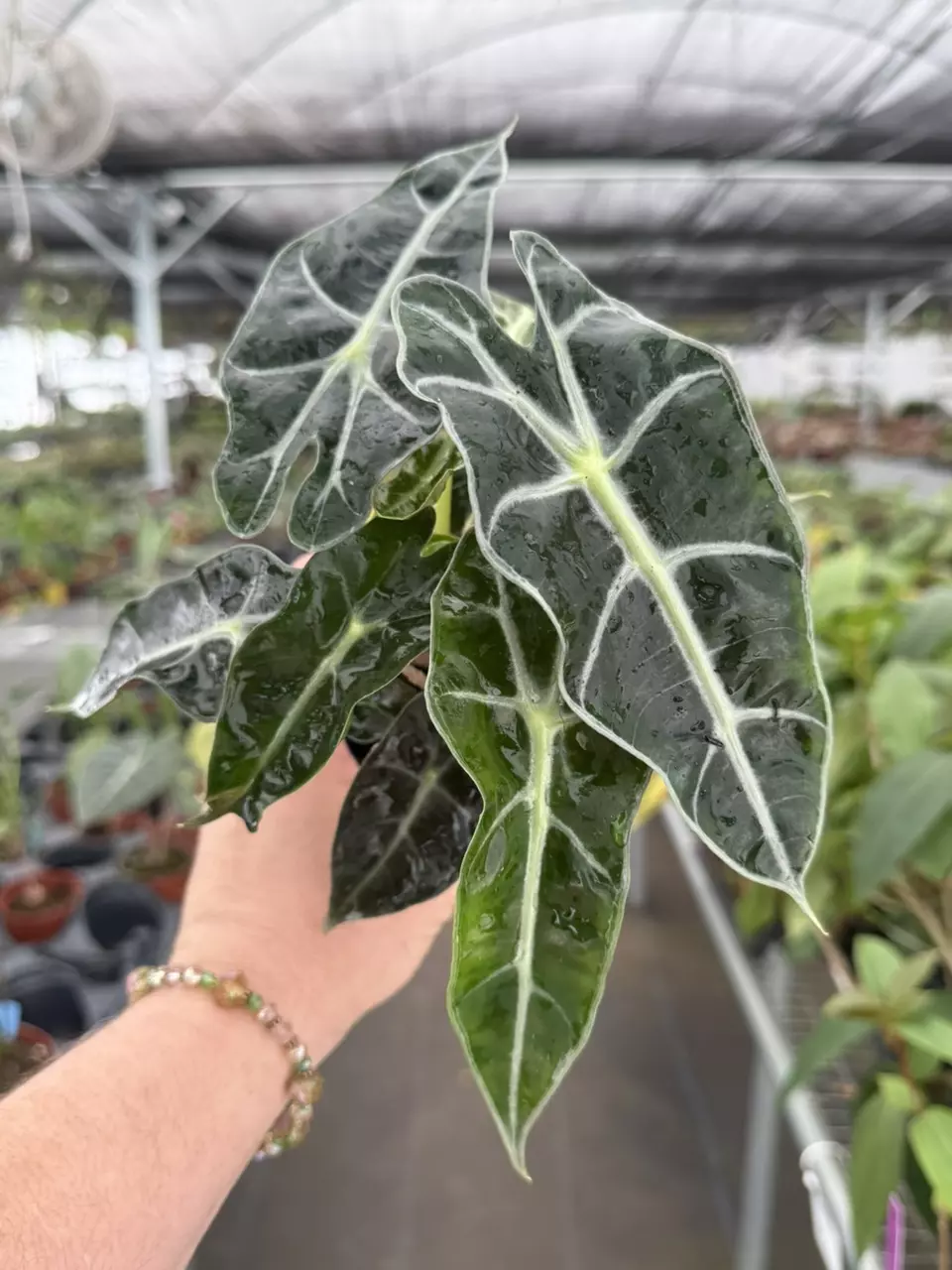 Exact Plant Alocasia Polly Specific 4” Pot 8423RSP  | F thumbnail