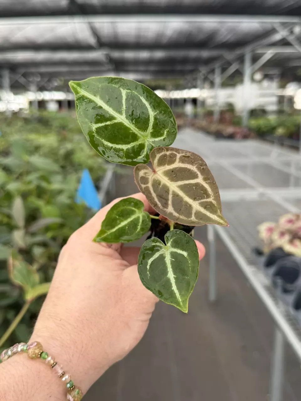 Exact Plant Seed Grown Anthurium Crystal Turtle Starter Specific 8427RSP | F | thumbnail