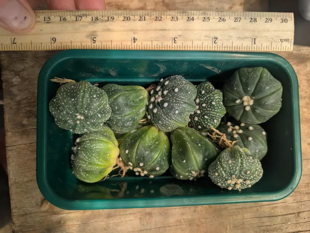 10x pack of Astro asterias, grower's choice of the size shown thumbnail