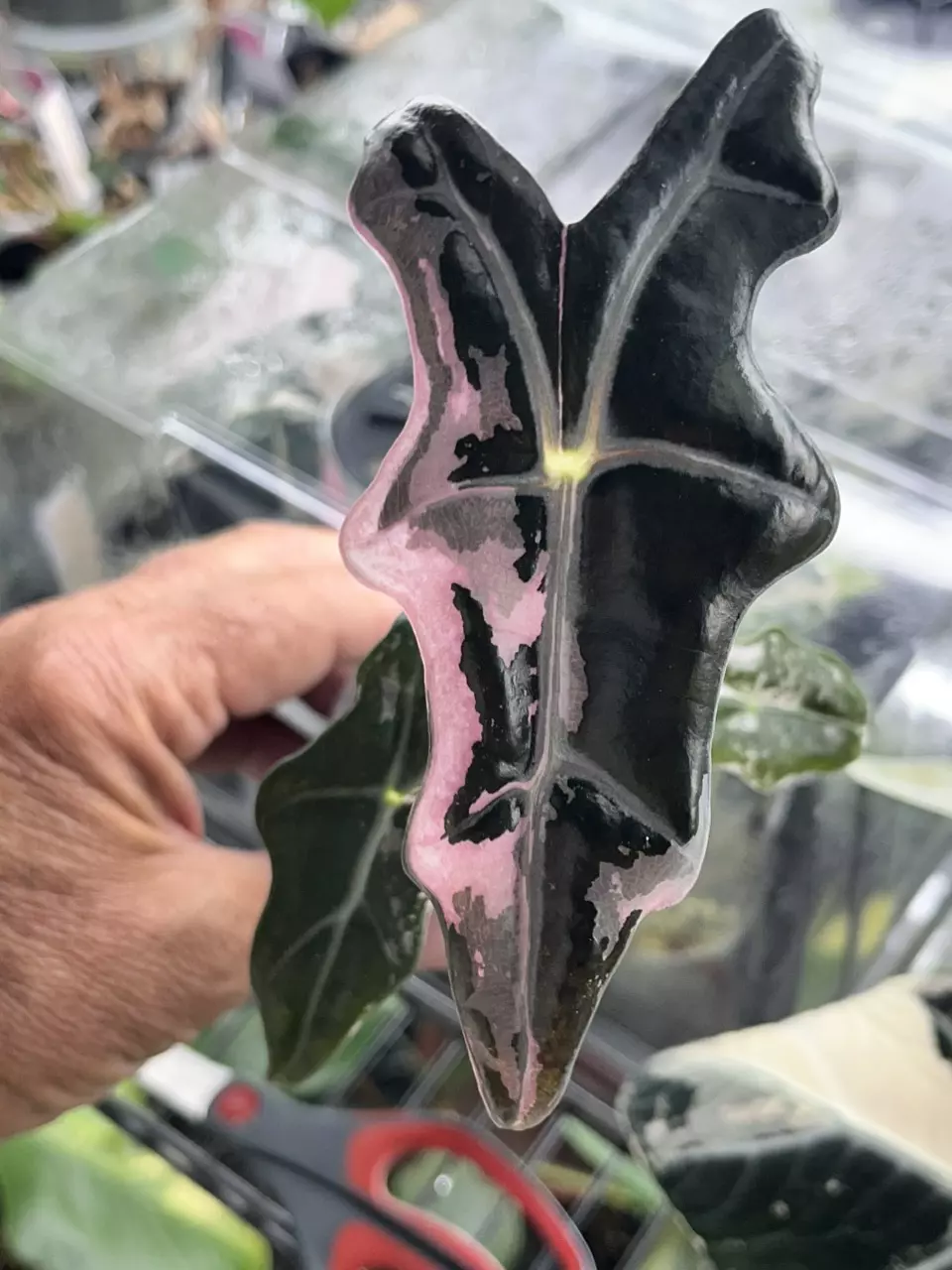 Alocasia Pink Nobilis thumbnail