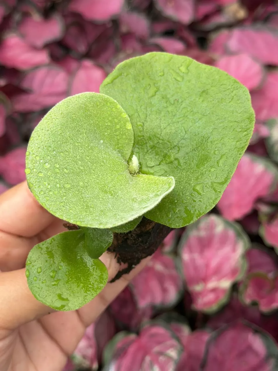Platycerium Erawan Specific Starter 8855HMP | F thumbnail