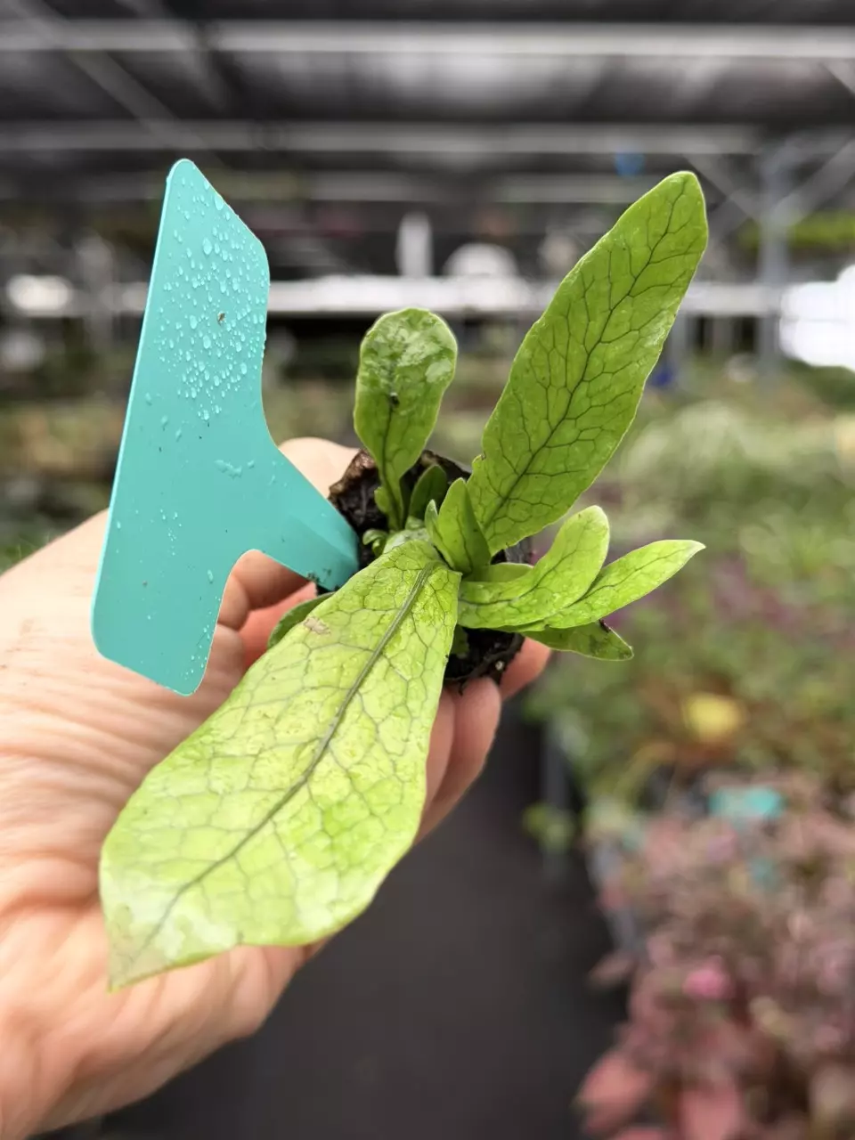 Crocodile Fern Specific Starter 8545DAP | F thumbnail