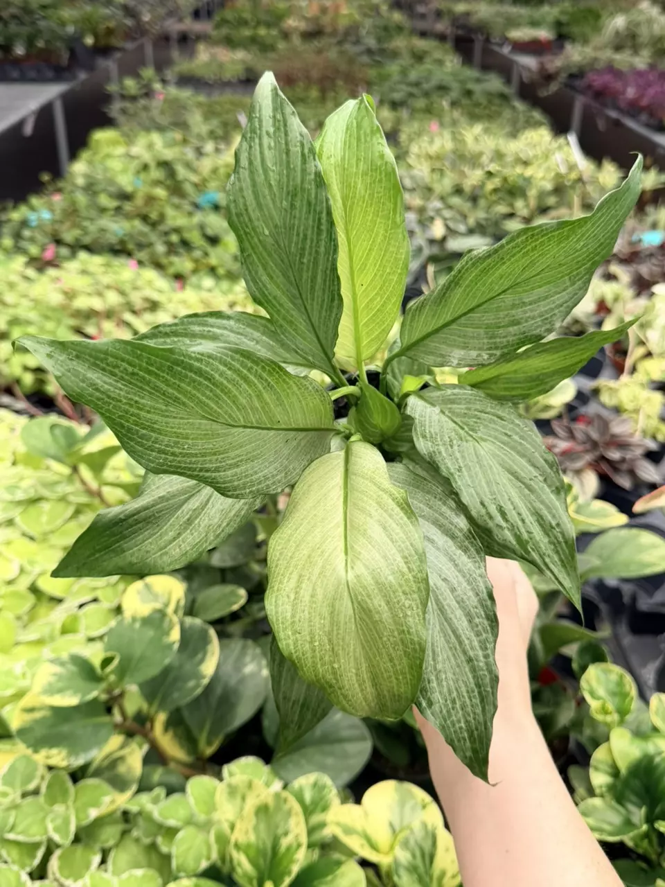 Mint Spathiphyllum Platinum Specific 4” Pot 8748FEP | F thumbnail