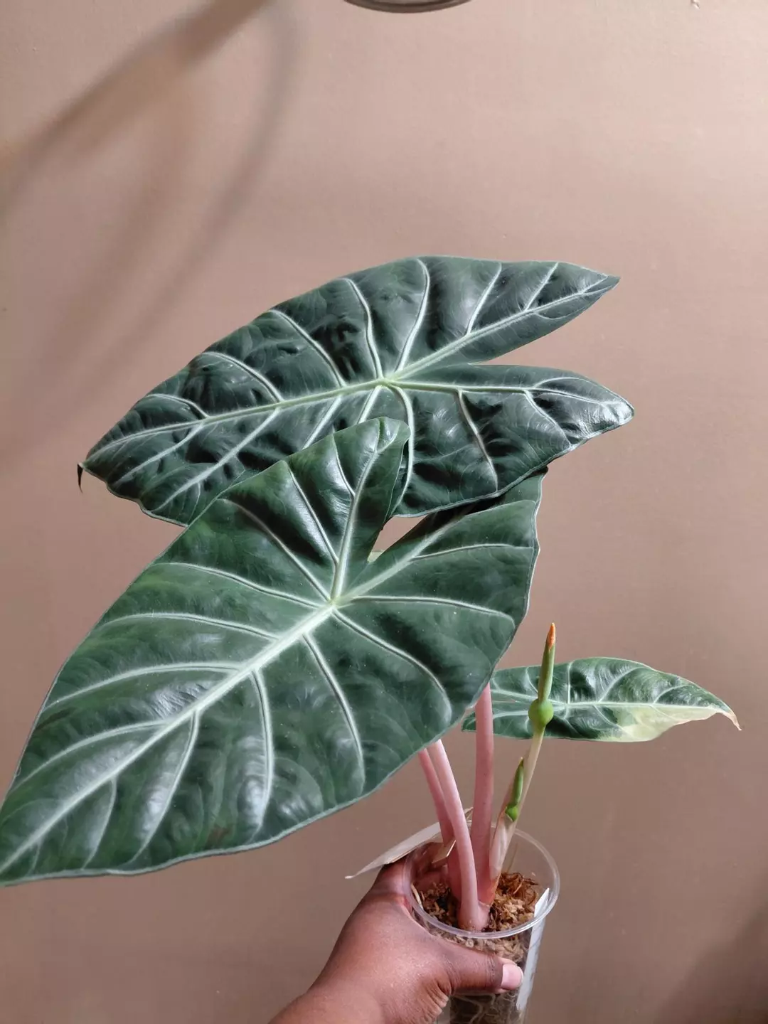 Alocasia Nairobi Nights Variegated Revert Flowering thumbnail