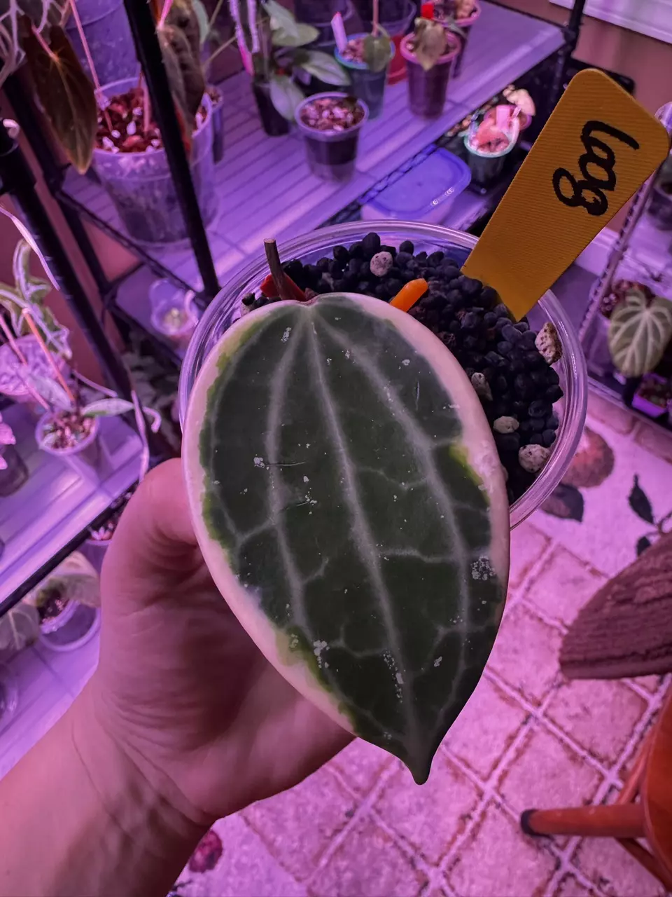 Hoya Latifolia Albo 608 thumbnail