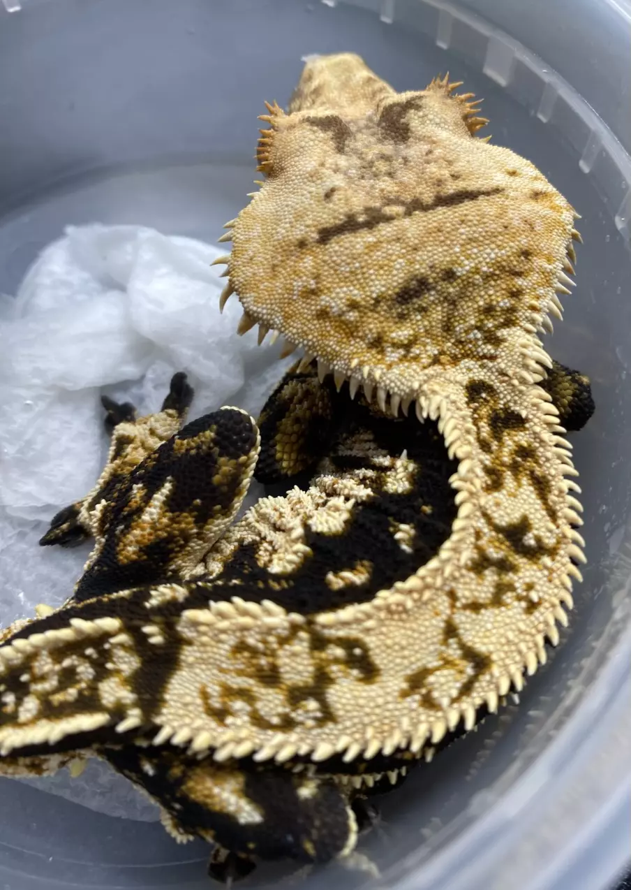 RTB Dark Harlequin 40g (M) thumbnail